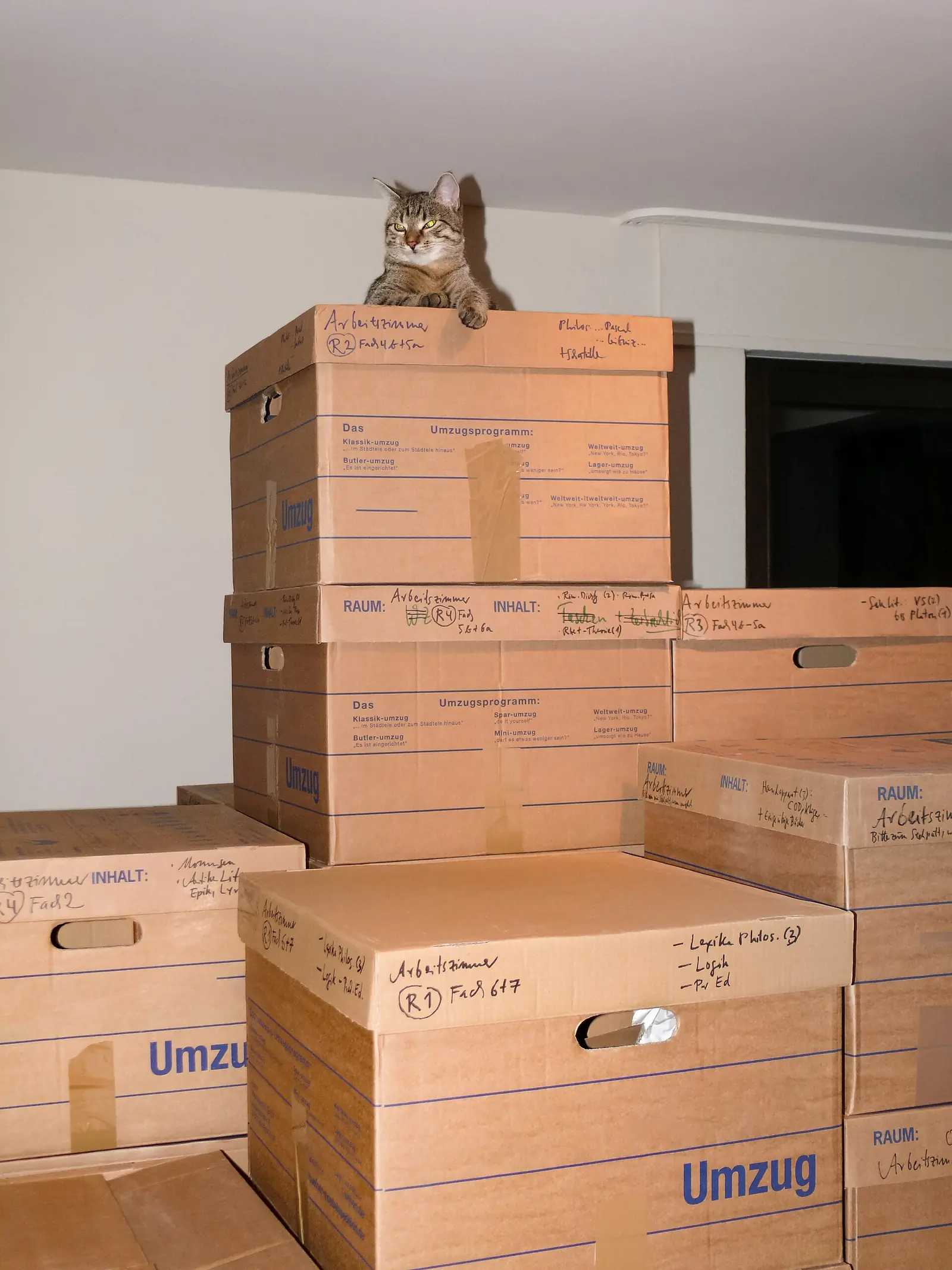 A cat sitting on top of a stack of labelled cardboard moving boxes